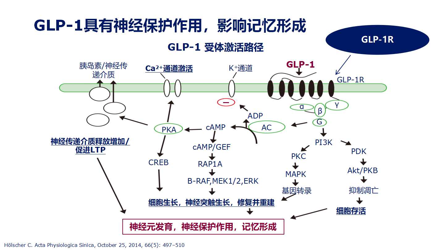 GLP-1RA在老年糖尿病中的应用