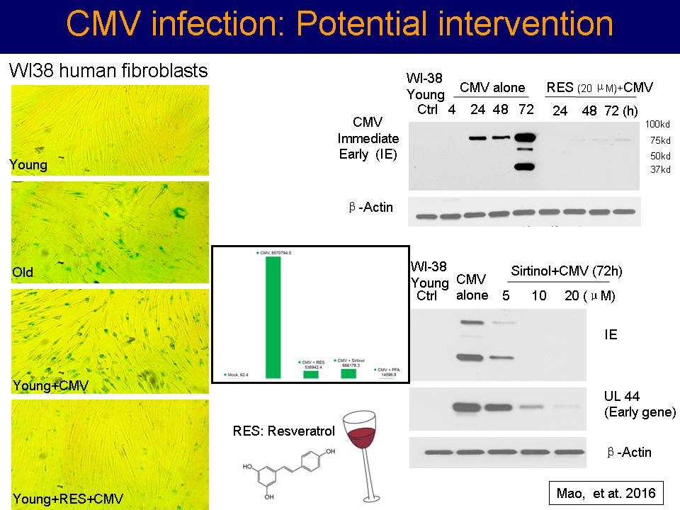 Clinical and Translational Aging Research