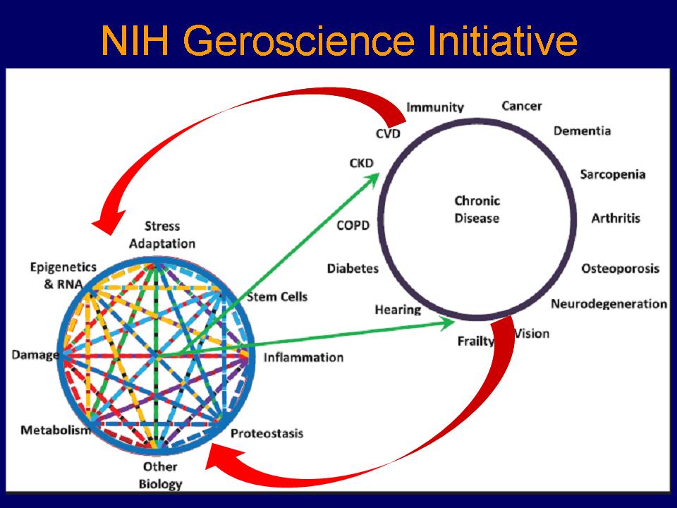 Clinical and Translational Aging Research