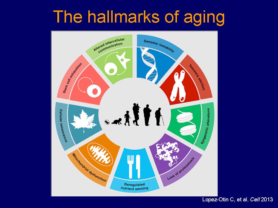 Clinical and Translational Aging Research