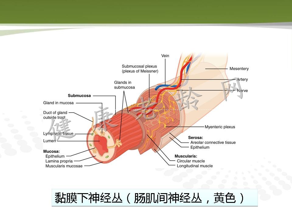 老年人消化道动力改变与临床