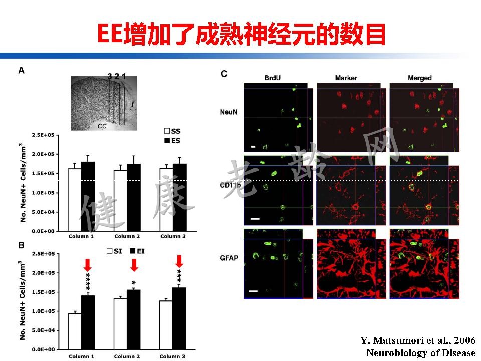 认知训练在认知障碍治疗中的作用：从临床到机制