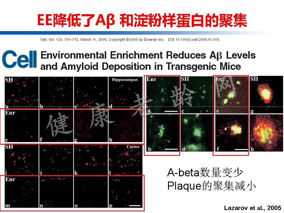 认知训练在认知障碍治疗中的作用：从临床到机制