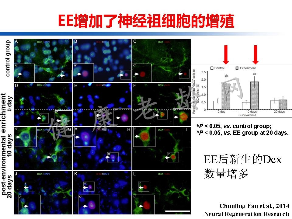 认知训练在认知障碍治疗中的作用：从临床到机制