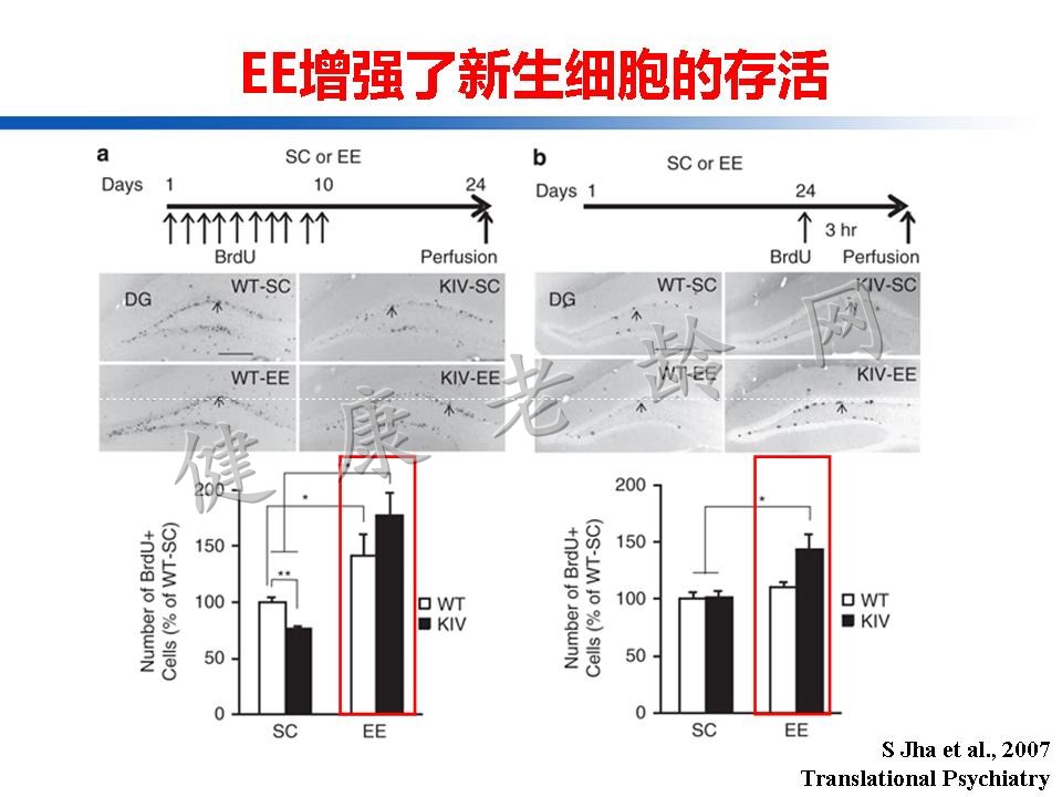 认知训练在认知障碍治疗中的作用：从临床到机制