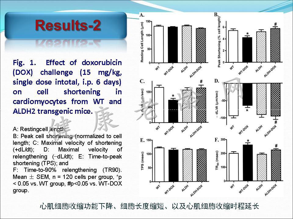 线粒体乙醛脱氢酶2对阿霉素所致心脏毒性的保护作用及其TRPV1介导的线粒体损伤机制研究