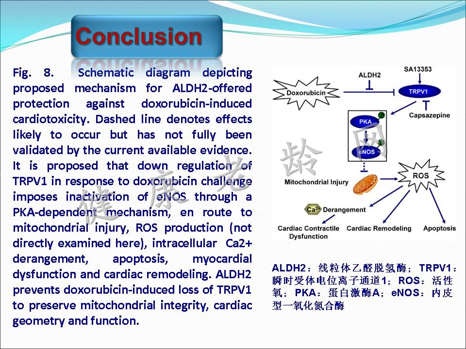 线粒体乙醛脱氢酶2对阿霉素所致心脏毒性的保护作用及其TRPV1介导的线粒体损伤机制研究