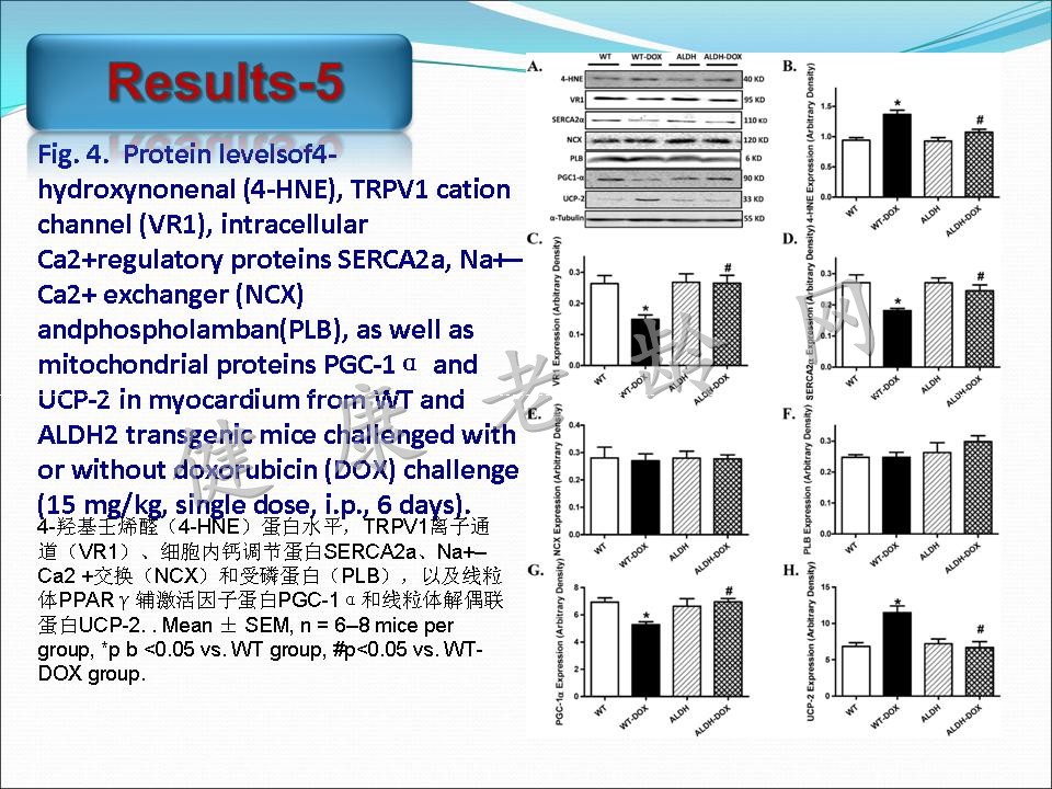 线粒体乙醛脱氢酶2对阿霉素所致心脏毒性的保护作用及其TRPV1介导的线粒体损伤机制研究