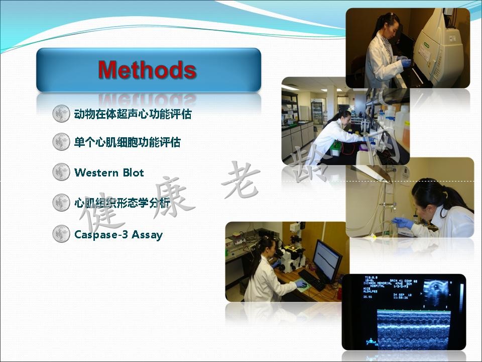 线粒体乙醛脱氢酶2对阿霉素所致心脏毒性的保护作用及其TRPV1介导的线粒体损伤机制研究