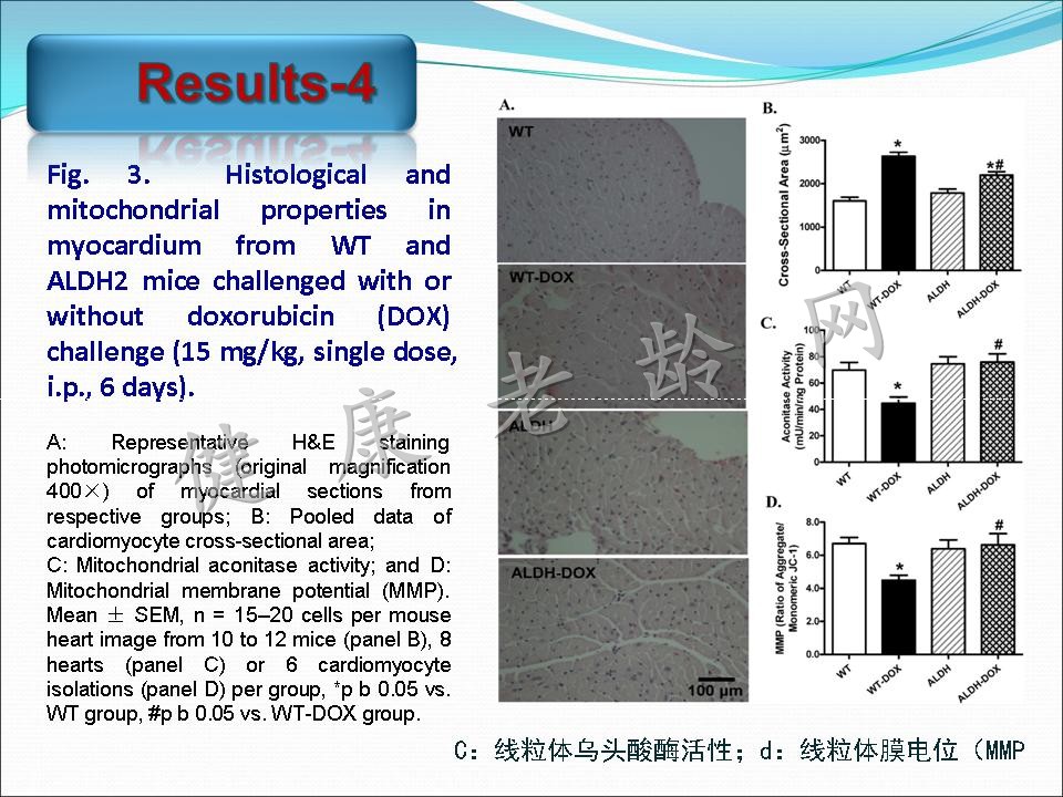 线粒体乙醛脱氢酶2对阿霉素所致心脏毒性的保护作用及其TRPV1介导的线粒体损伤机制研究