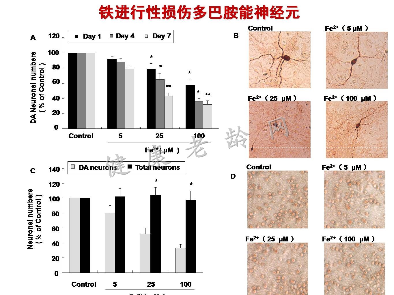 帕金森病铁代谢异常及其机制的研究