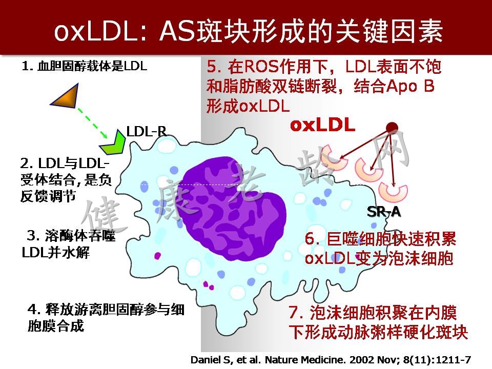 心脑血管疾病防治新策略——抗氧化应激