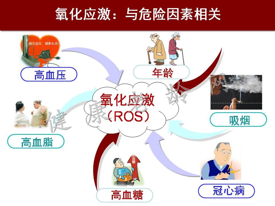 心脑血管疾病防治新策略——抗氧化应激