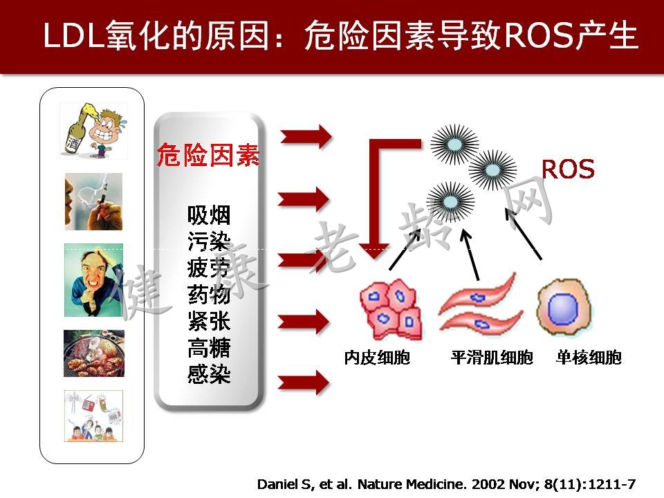 心脑血管疾病防治新策略——抗氧化应激