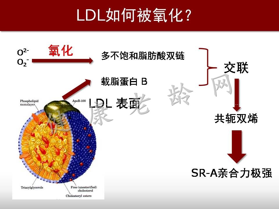 心脑血管疾病防治新策略——抗氧化应激