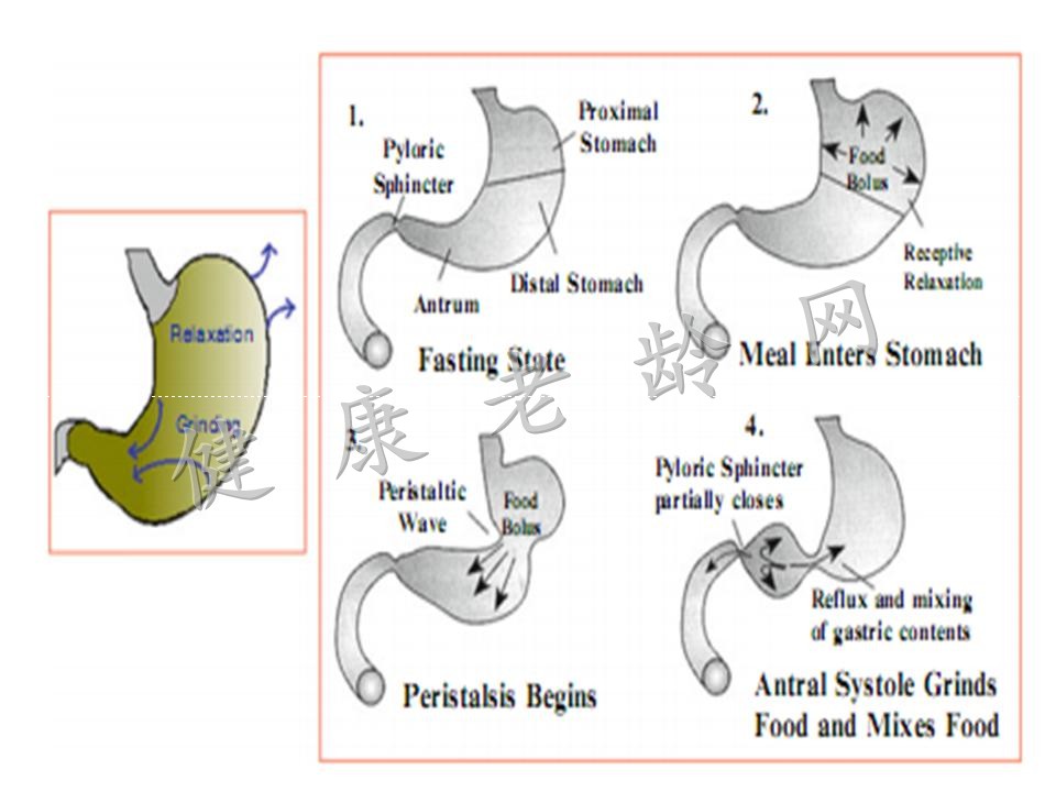 胃动力的增龄性变化