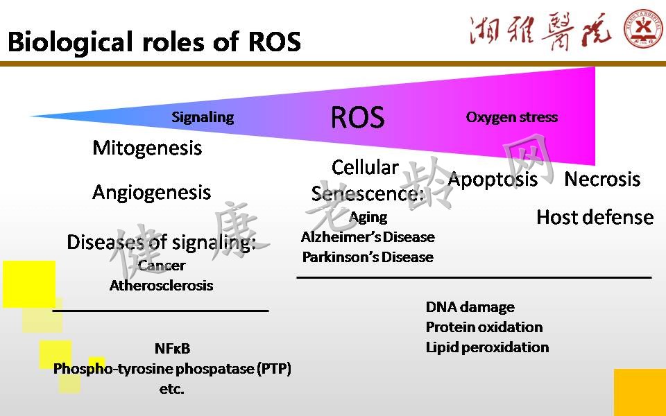 ROS generation and regulation in cardiovascular system