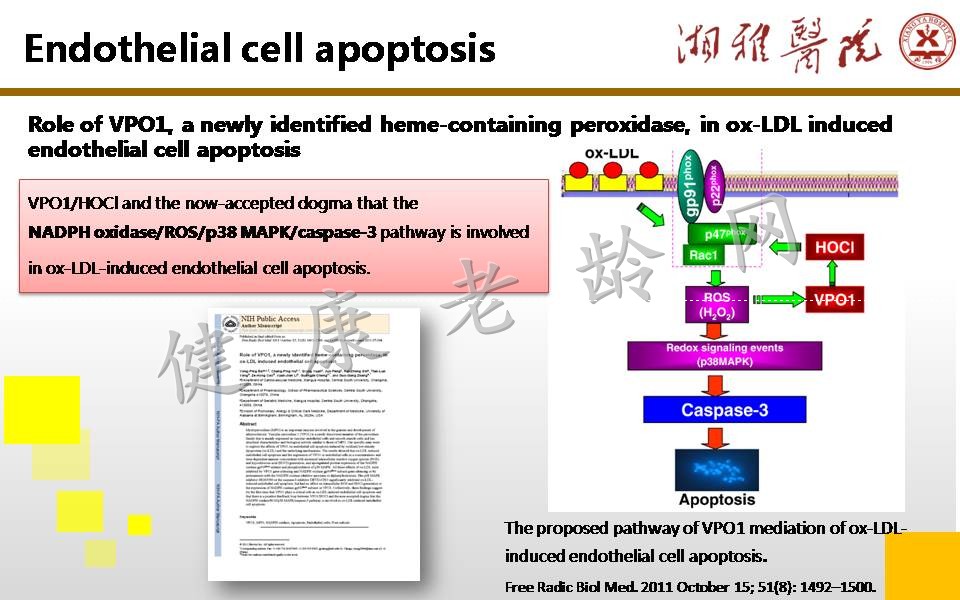 ROS generation and regulation in cardiovascular system