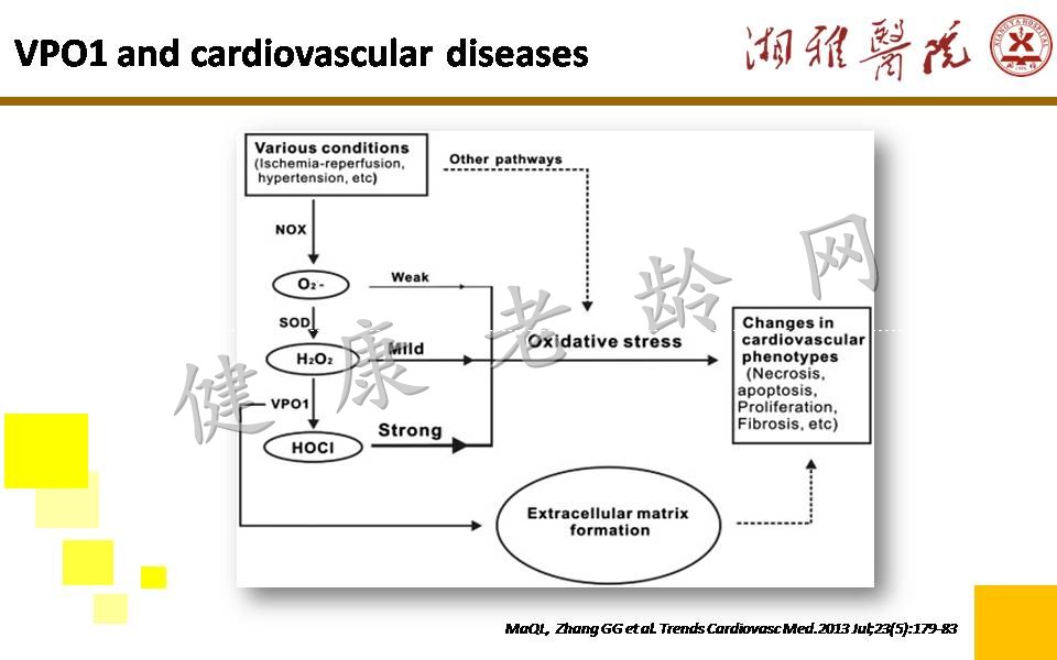 ROS generation and regulation in cardiovascular system