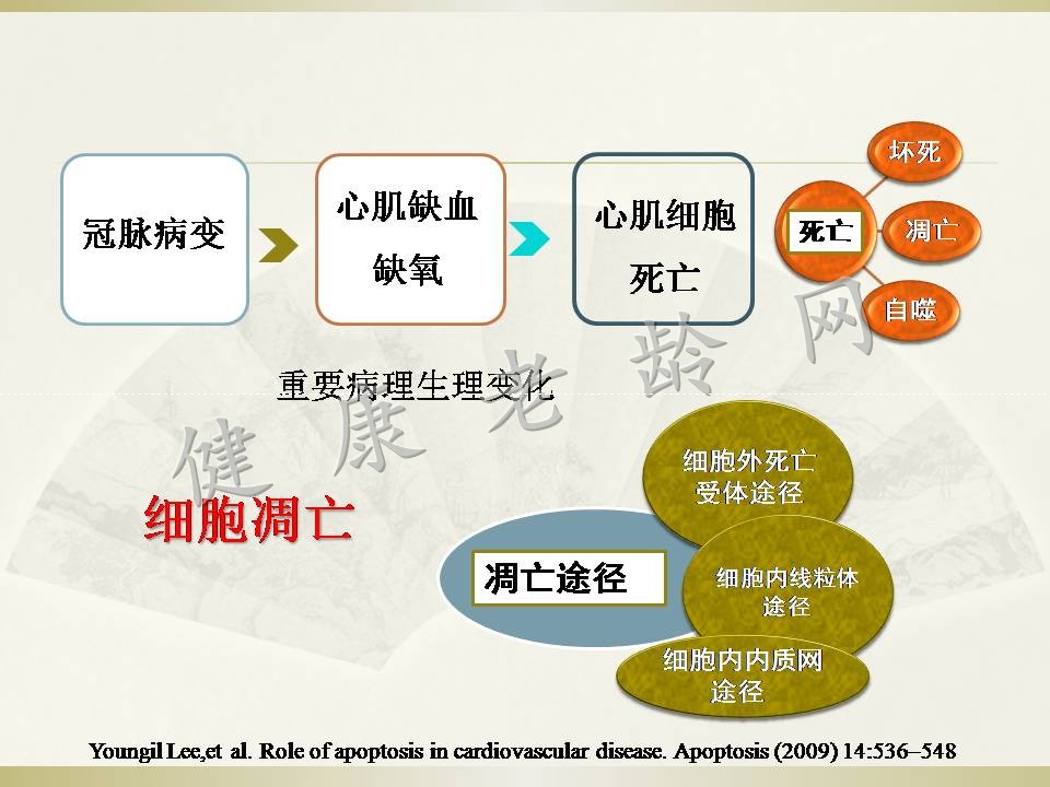 冠心病治疗新方法探讨——体外心脏震波治疗 Cardiac Shock Wave Therapy