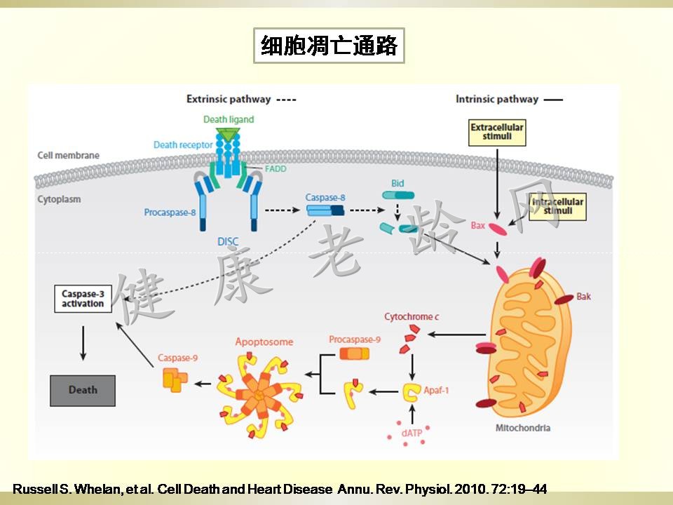 冠心病治疗新方法探讨——体外心脏震波治疗 Cardiac Shock Wave Therapy