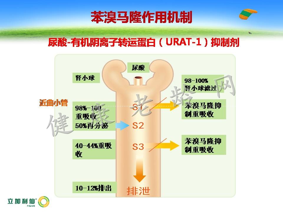 高尿酸血症与肾脏