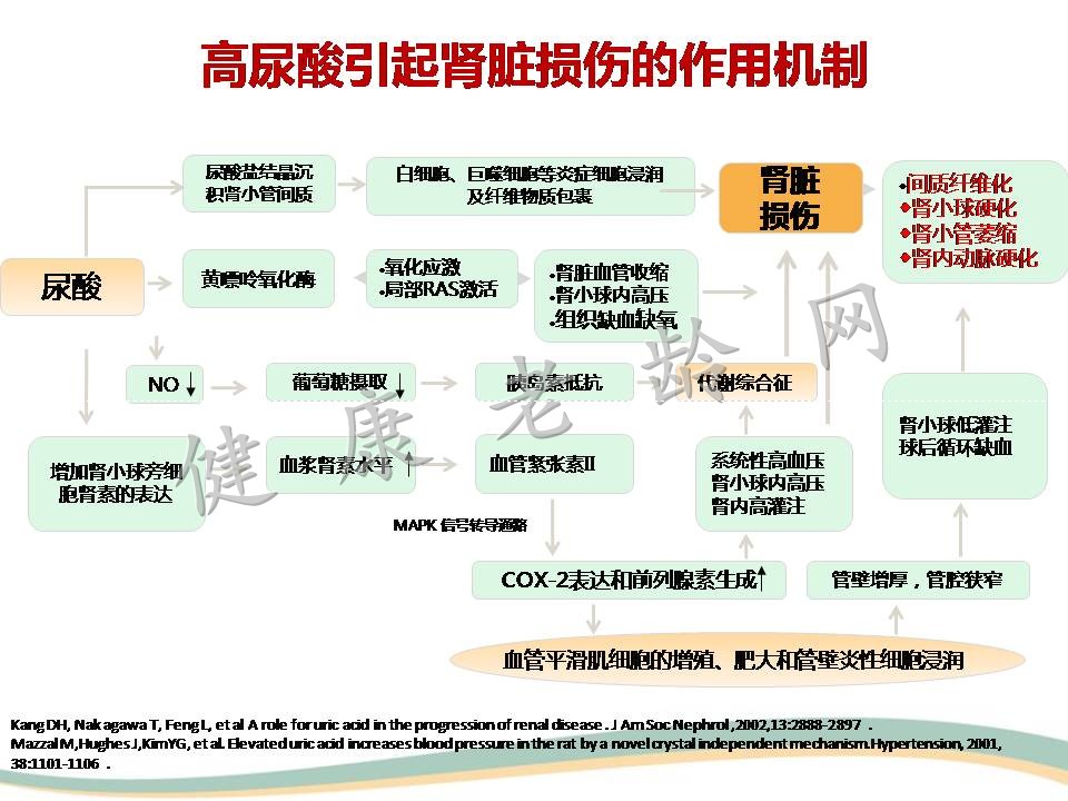 高尿酸血症与肾脏