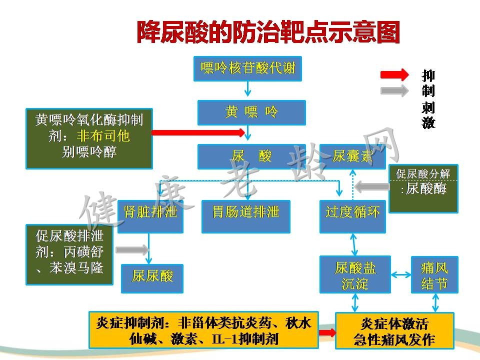 高尿酸血症与肾脏