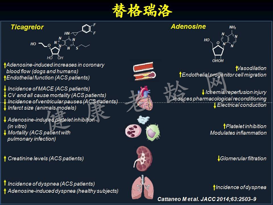 新版指南的主题：分层、抗栓和重建