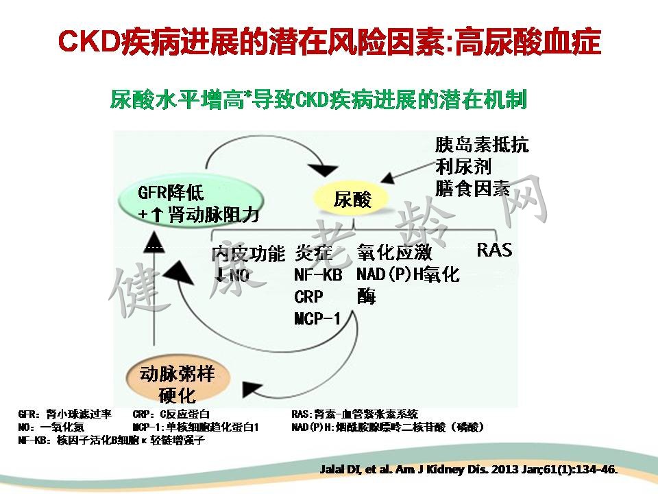 高尿酸血症与肾脏