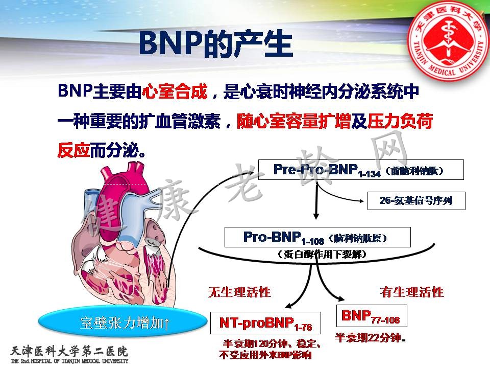 BNP与心力衰竭