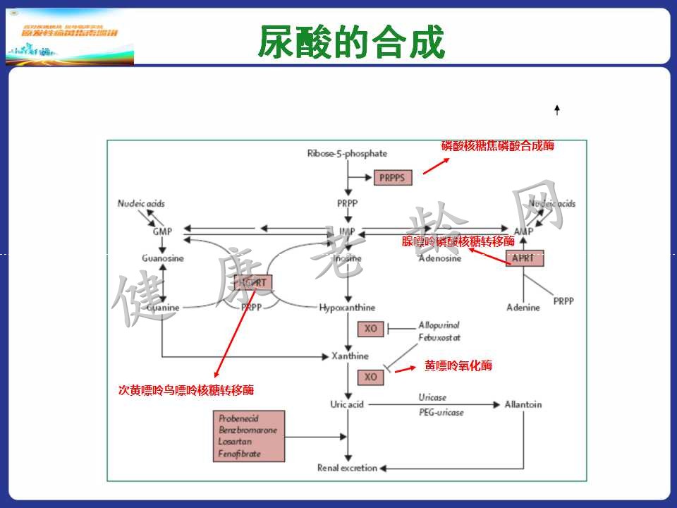 老年人高尿酸血症与痛风的诊治