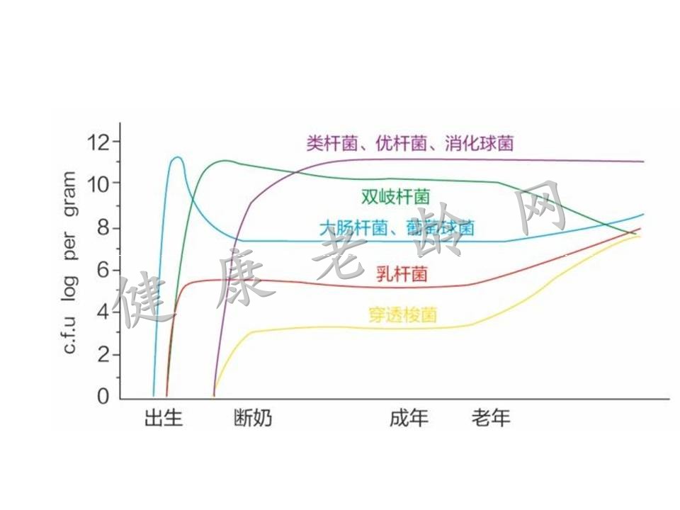 老年人慢性低度炎症与肠粘膜屏障