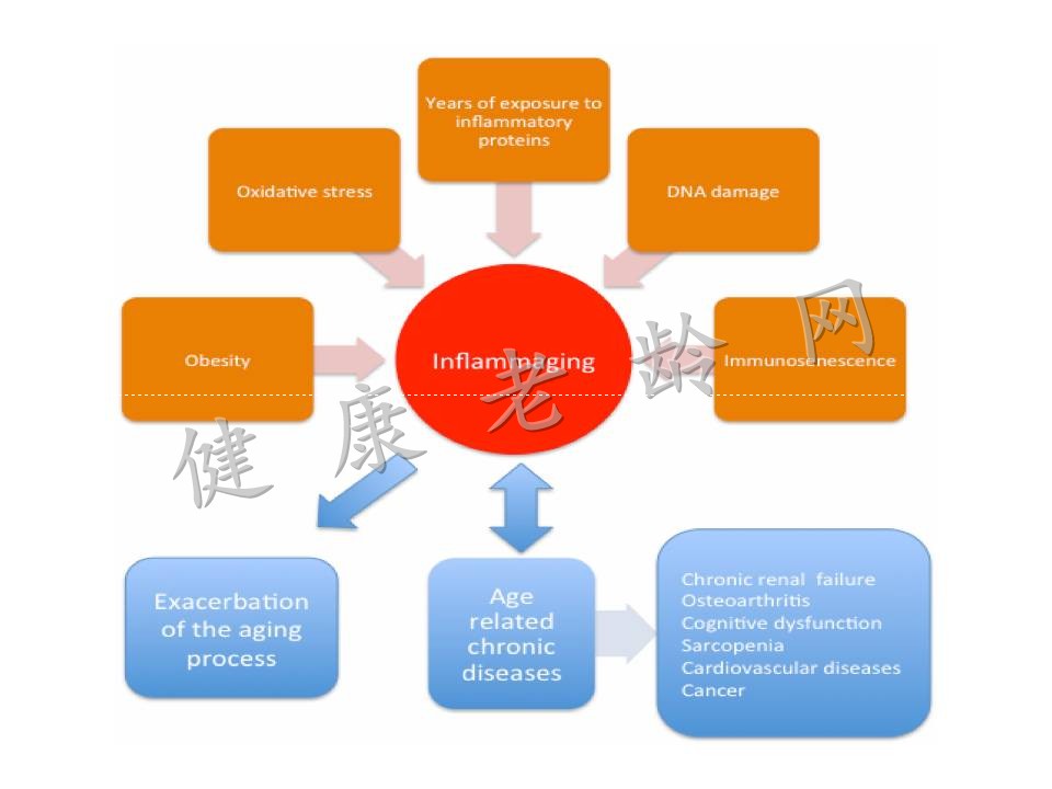 老年人慢性低度炎症与肠粘膜屏障