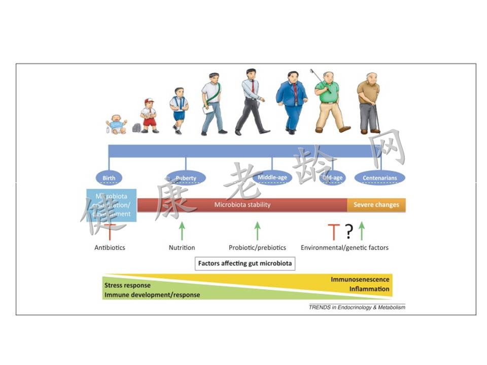 老年人慢性低度炎症与肠粘膜屏障