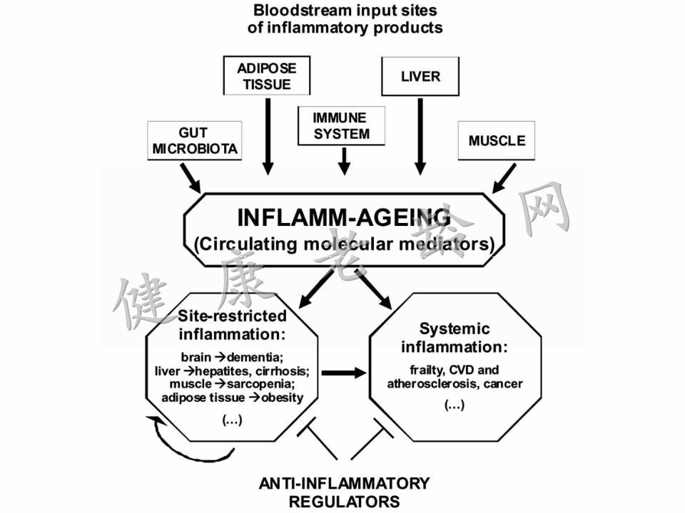 老年人慢性低度炎症与肠粘膜屏障