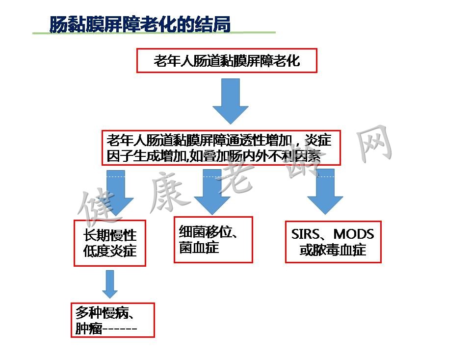 老年人慢性低度炎症与肠粘膜屏障