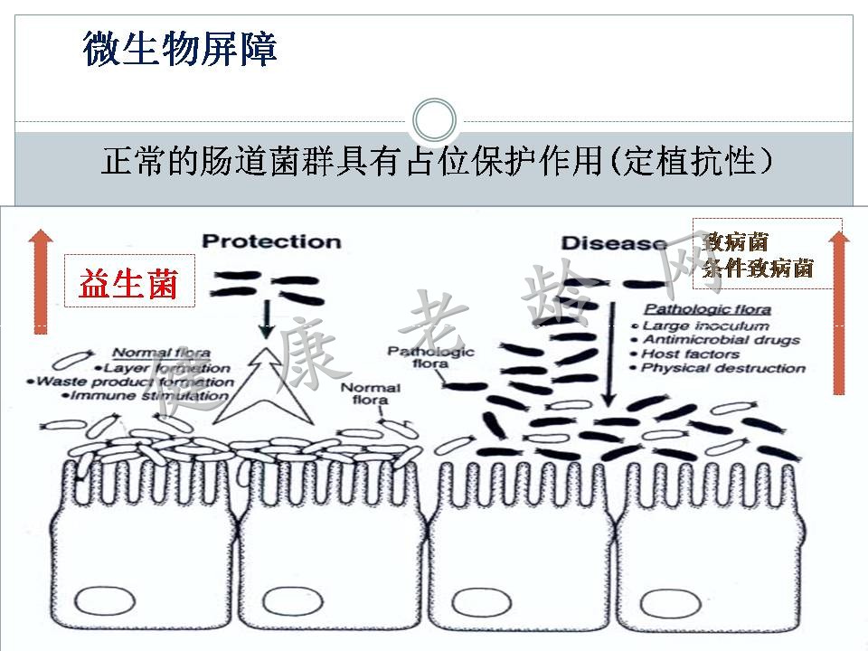 老年人慢性低度炎症与肠粘膜屏障